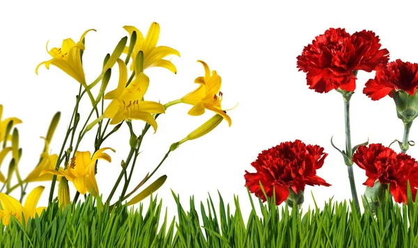 Isolated Image Flowers Grass Close — Stock Photo, Image