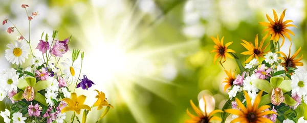 Schöne Blumen Garten Nahaufnahme — Stockfoto