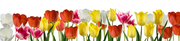 Ізольоване Зображення Красивих Квітів Тюльпанів Крупним Планом — стокове фото