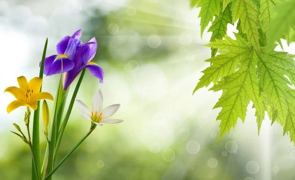 Krásné Květiny Zahradě Closeup — Stock fotografie