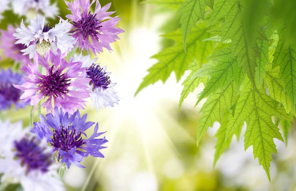 Piękne Kwiaty Ogrodzie Zbliżenie — Zdjęcie stockowe