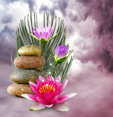 lotus çiçeği su görüntüsünü