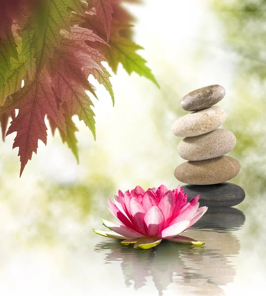 su portre üzerinde güzel lotus çiçeği