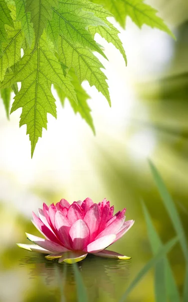 Hermosa Flor Loto Agua Cerca — Foto de Stock