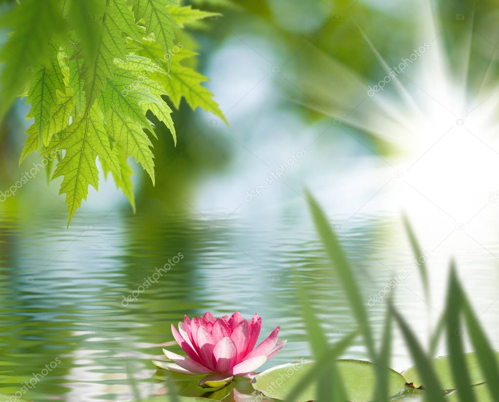 beautiful lotus flower on water close-up