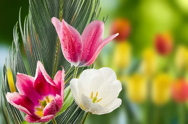 Vértes Gyönyörű Virágok Csokor Elszigetelt Képe — Stock Fotó