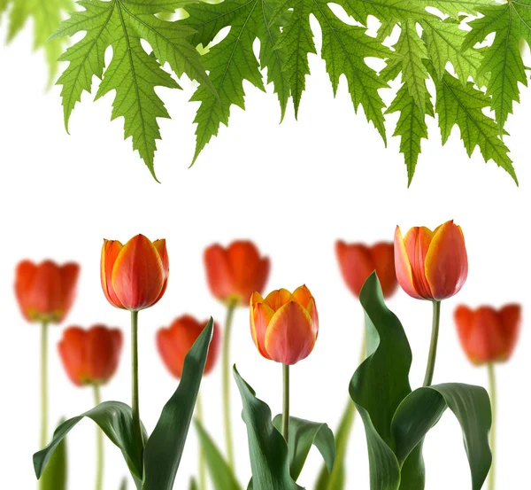 Image Isolée Belles Fleurs Dans Parc — Photo