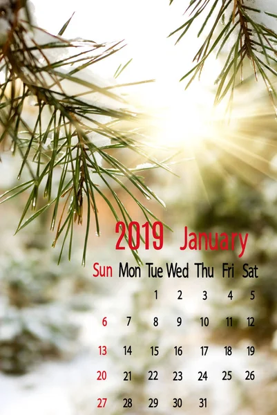 Kalendarz Dla Stycznia 2019 Tle Świerkowych Gałęzi — Zdjęcie stockowe