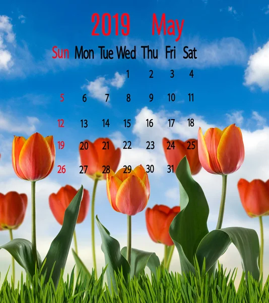 Çiçekler Arka Plan Üzerinde Mayıs 2019 Için Takvim Görüntüsü — Stok fotoğraf