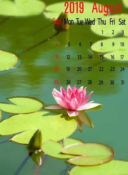 Kalender Bild För Augusti 2019 Lotus Bakgrund — Stockfoto