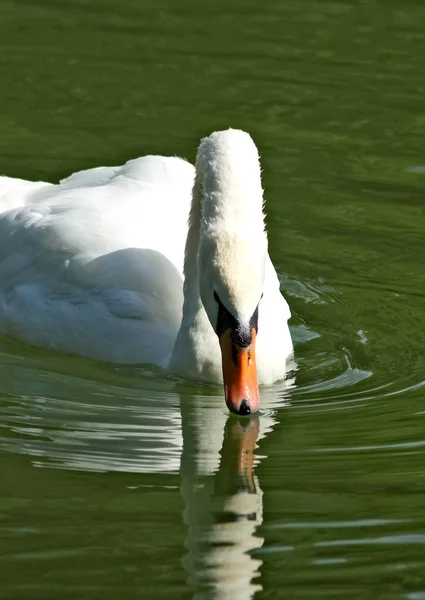 Swan Water Closeup — Stock Photo, Image