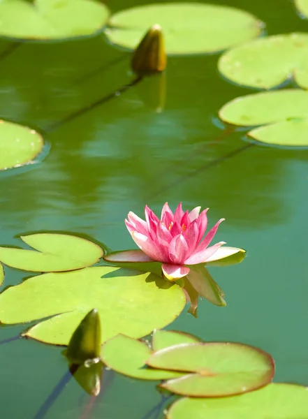 Imagem Uma Flor Lótus Água — Fotografia de Stock