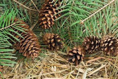 çam kozalakları görüntüsünü kapat