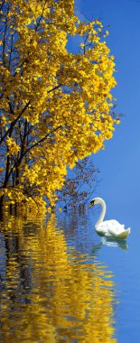  Kuğu Sonbahar Park görüntüsünü