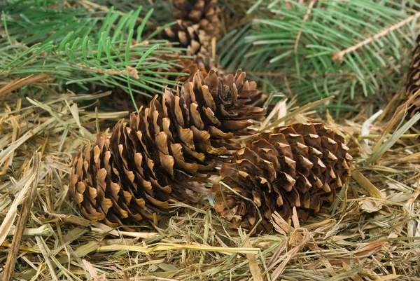 Bild Fir Kottar Närbild — Stockfoto