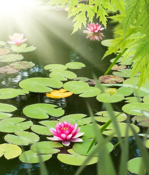 Flor Loto Primer Plano Del Agua — Foto de Stock