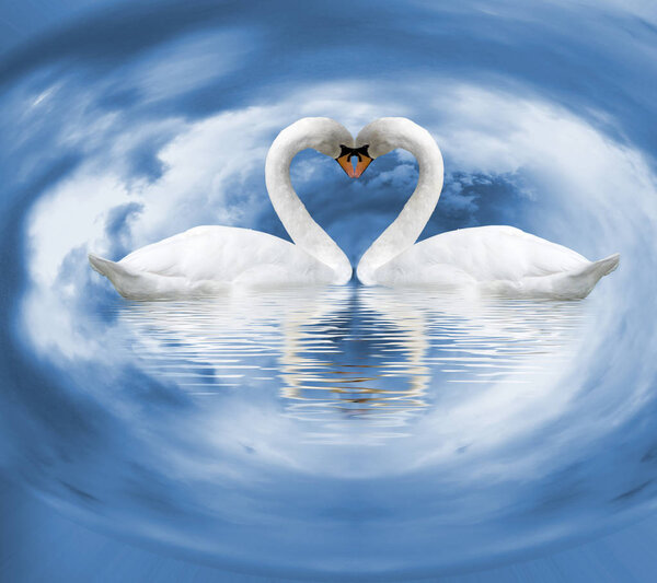 two white swans on the water as symbol of love