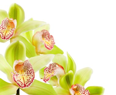 Beyaz arka plan üzerinde güzel çiçek görüntüsünü