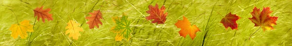 秋天叶子在草背景特写 — 图库照片