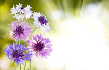 Çiçek yakın çekim izole görüntü