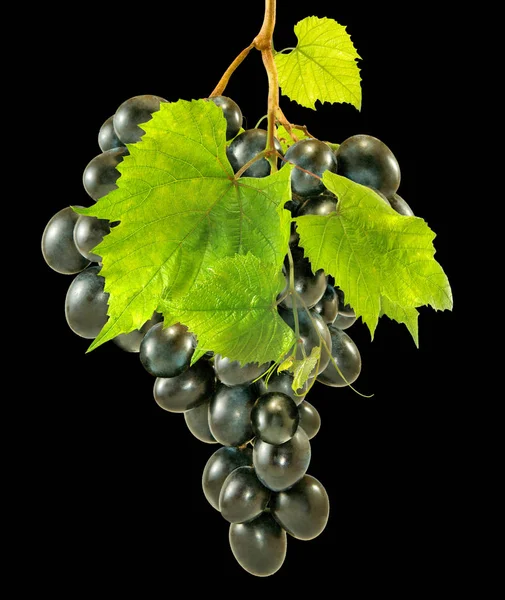 Isolated Image Grapevine — Stock Photo, Image