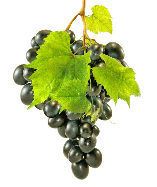 Isoliertes Bild Der Weinrebe Auf Weißem Hintergrund — Stockfoto