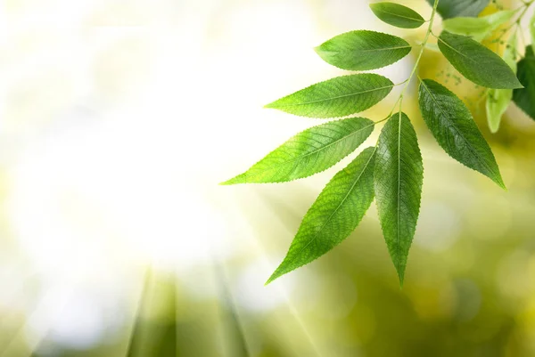 Image Leaf Tree Green Background — Stock Photo, Image