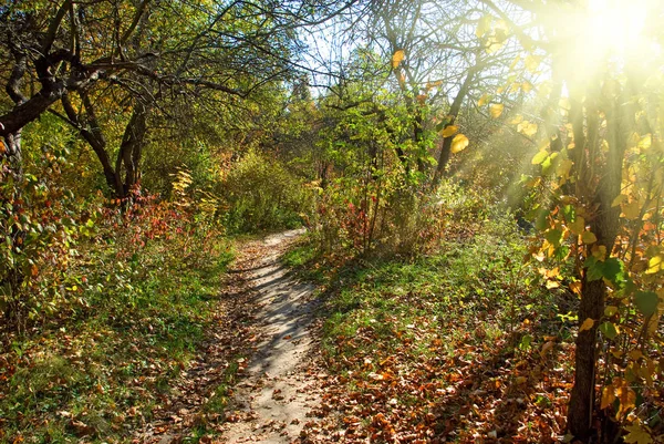 Hermoso Bosque Otoño Cerca —  Fotos de Stock