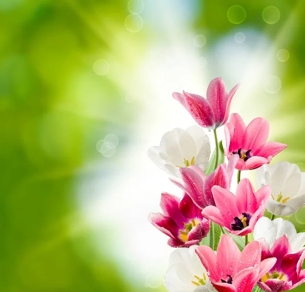 Piękne Kwiaty Ogrodzie Bliska — Zdjęcie stockowe