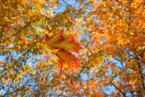 Image Des Arbres Automne Gros Plan — Photo