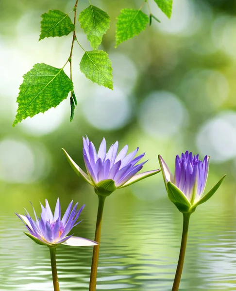 Imagen Hermosa Flor Loto Primer Plano Agua — Foto de Stock