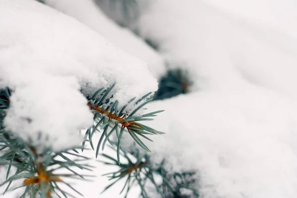 Bilden av gren i snön i parken närbild — Stockfoto