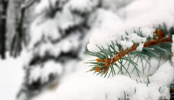 Afbeelding van de tak in de sneeuw in park closeup — Stockfoto