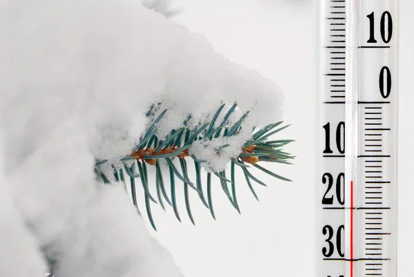Termometer på baggrund af sne- og grangrene - Stock-foto