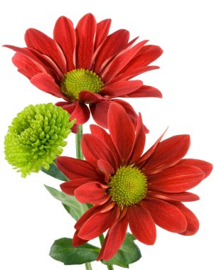 Bahçe closeup güzel kırmızı çiçekler