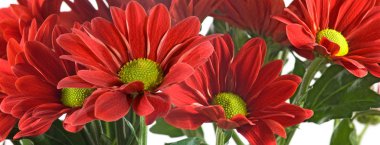 Bahçe closeup güzel kırmızı çiçekler