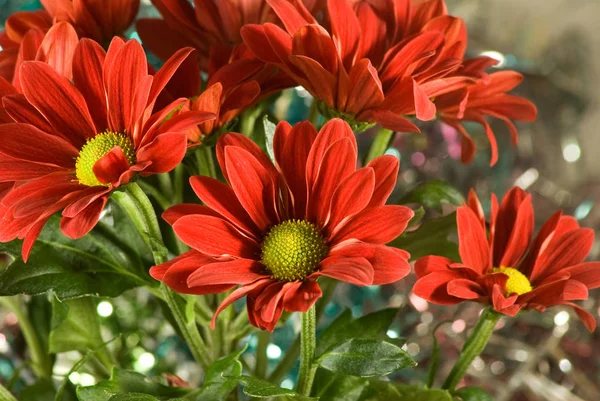 Schöne rote Blumen im Garten Nahaufnahme — Stockfoto