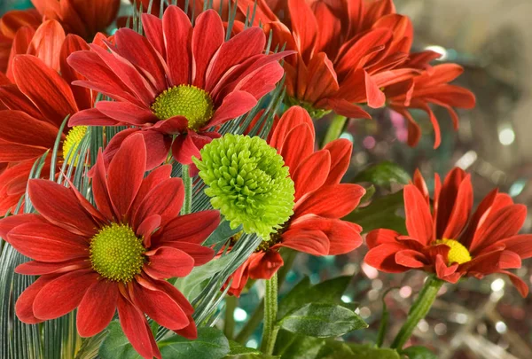 Krásné červené květy v zahradní closeup — Stock fotografie
