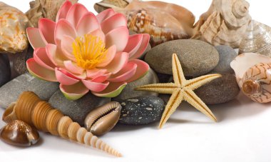 Lotus çiçek ve deniz kabukları yakın çekim izole