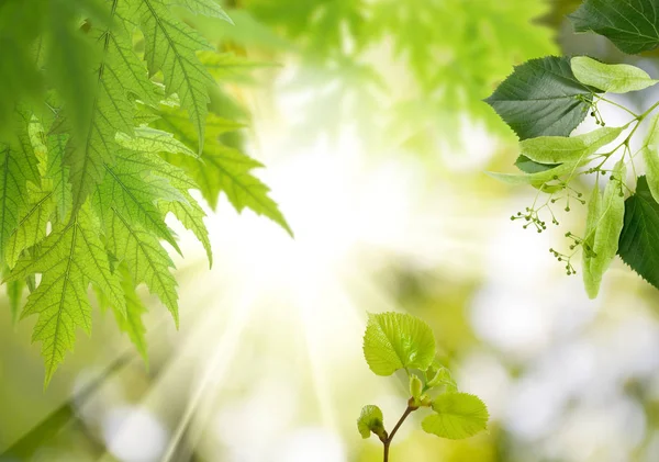 Image of leaves on the trees in the garden — Stock Photo, Image