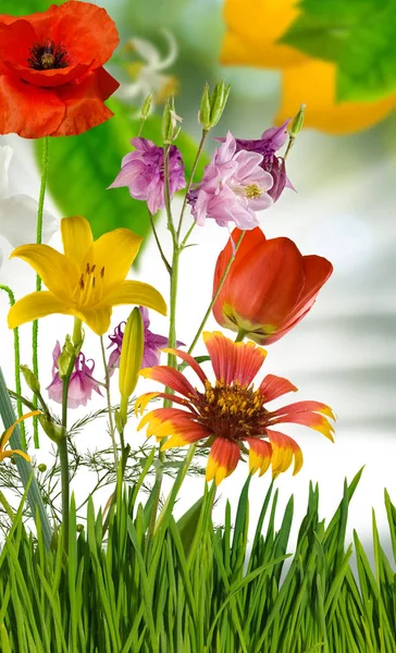 Bellissimi fiori in giardino da vicino — Foto Stock