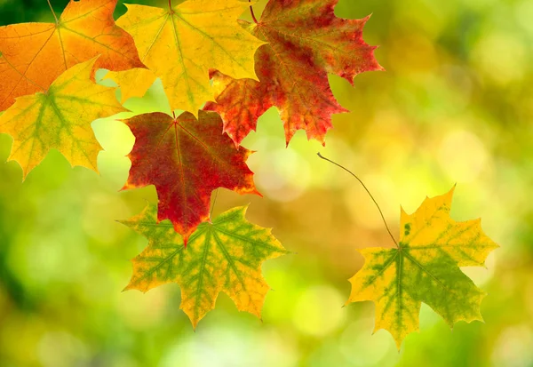 Hojas de otoño sobre fondo verde borroso — Foto de Stock