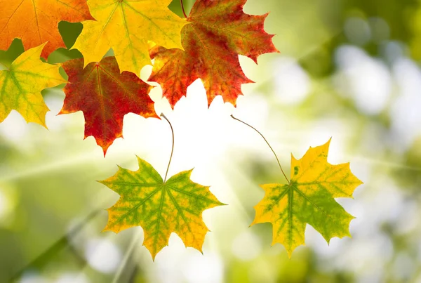 Hojas de otoño sobre fondo verde borroso — Foto de Stock