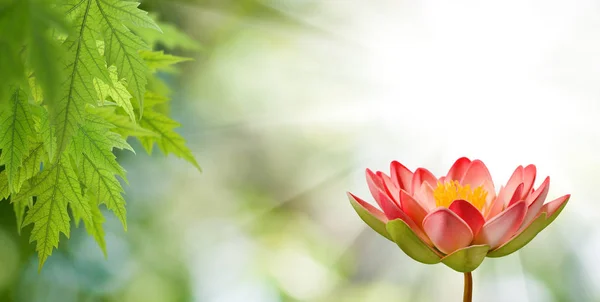 Imagem de uma flor de lótus — Fotografia de Stock