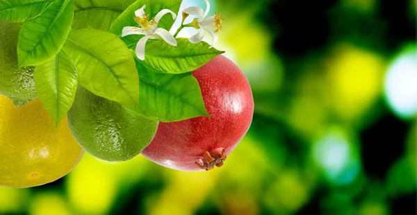 Isolated image of fruit closeup — Stock Photo, Image