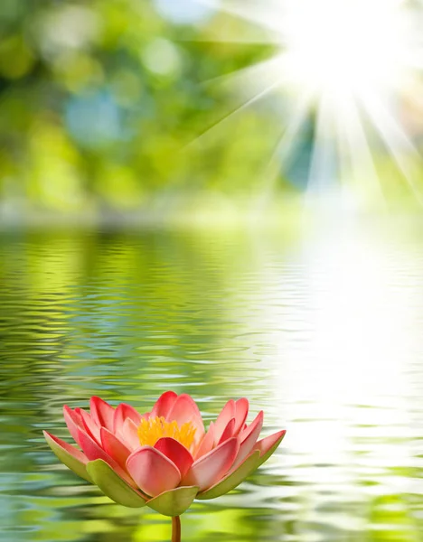 Lotusblomma på en vatten — Stockfoto