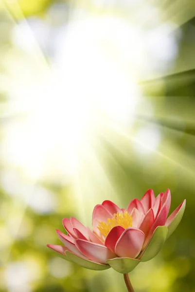 Flor de loto sobre un fondo verde — Foto de Stock