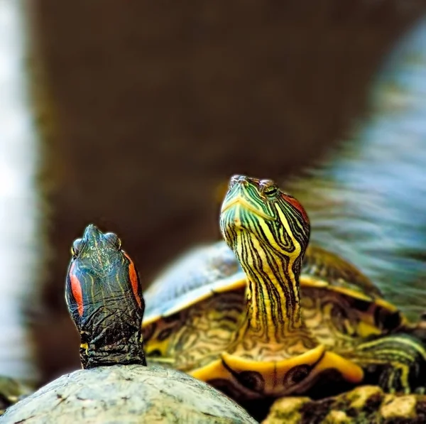 Image of two turtles in a city zoo close-up — Stock Photo, Image