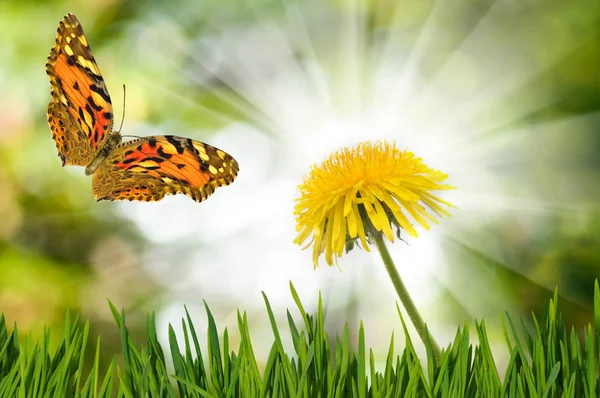 Fiore dente di leone e farfalla nel giardino primo piano — Foto Stock