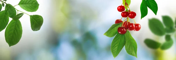 Geïsoleerd beeld van honing in honing kammen closeupgestileerde afbeelding van de inscriptie van liefde als een symbool van liefde en toewijding — Stockfoto